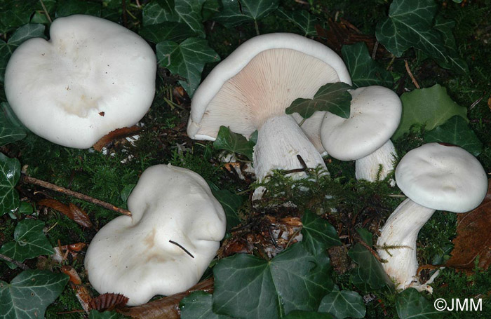 Clitocybe nebularis var. alba