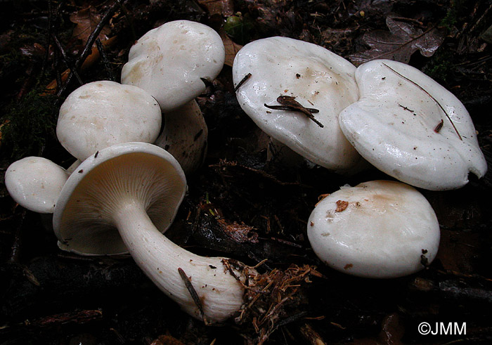 Clitocybe nebularis var. alba