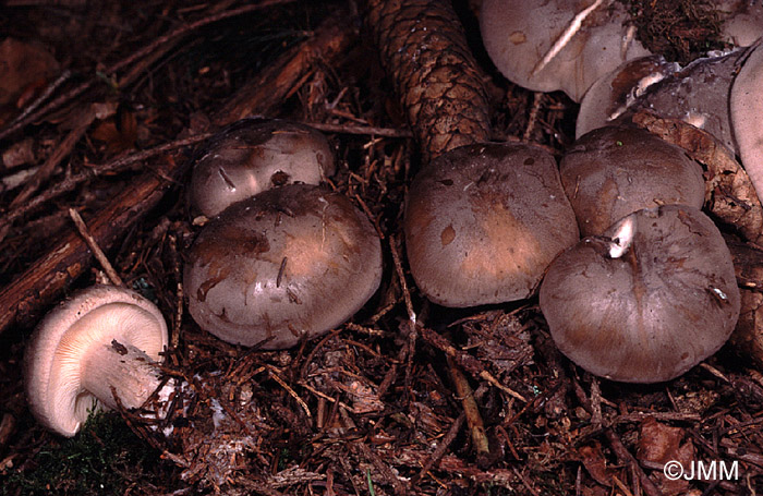 Clitocybe nebularis 