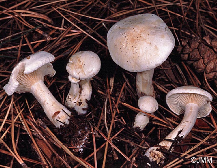 Clitocybe nivea