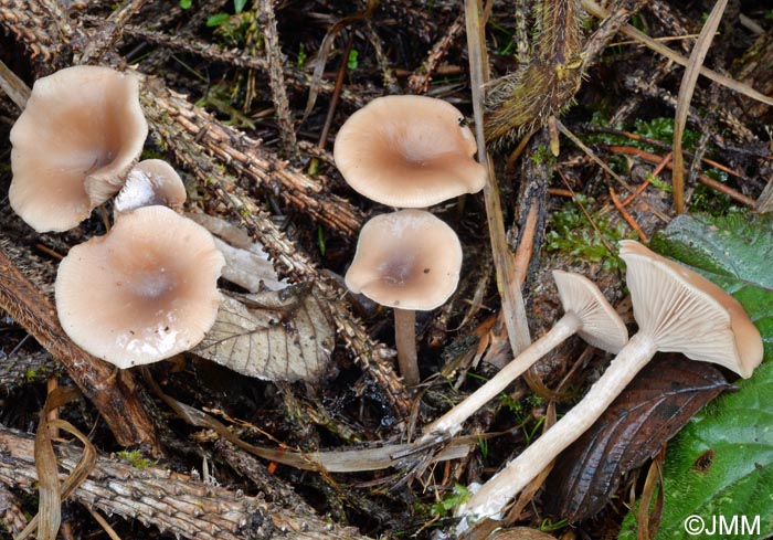 Clitocybe obsoleta