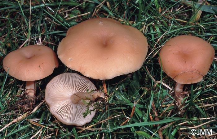 Clitocybe obsoleta