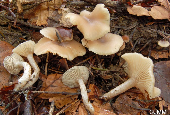 Clitocybe obsoleta