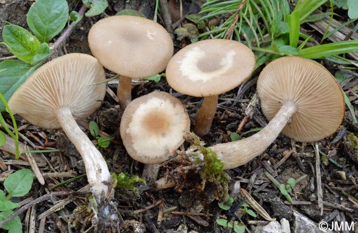 Clitocybe obsoleta