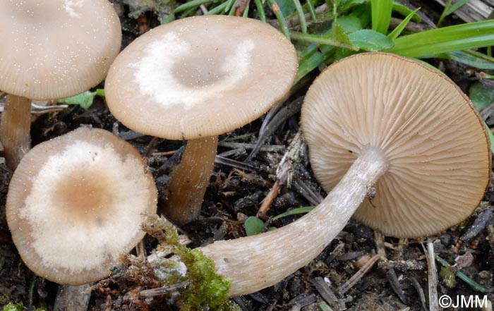 Clitocybe obsoleta