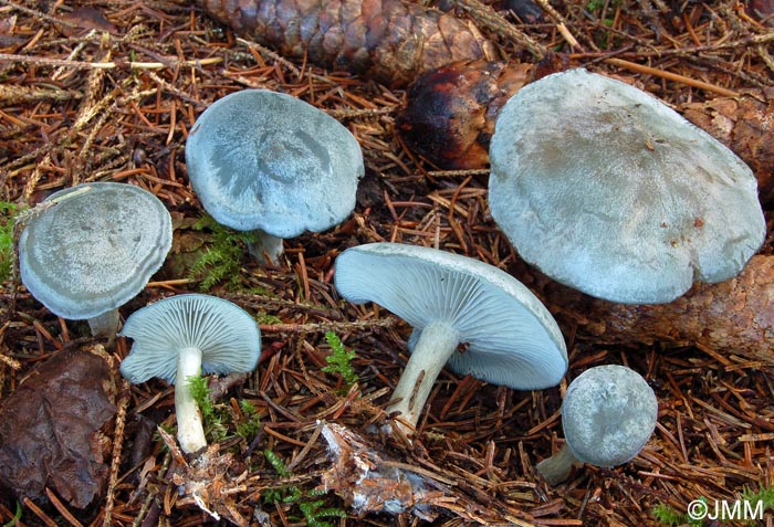 Clitocybe odora