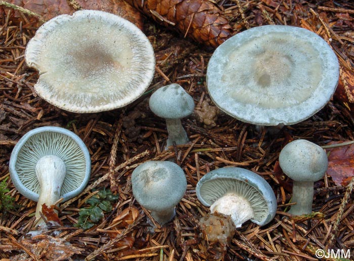 Clitocybe odora