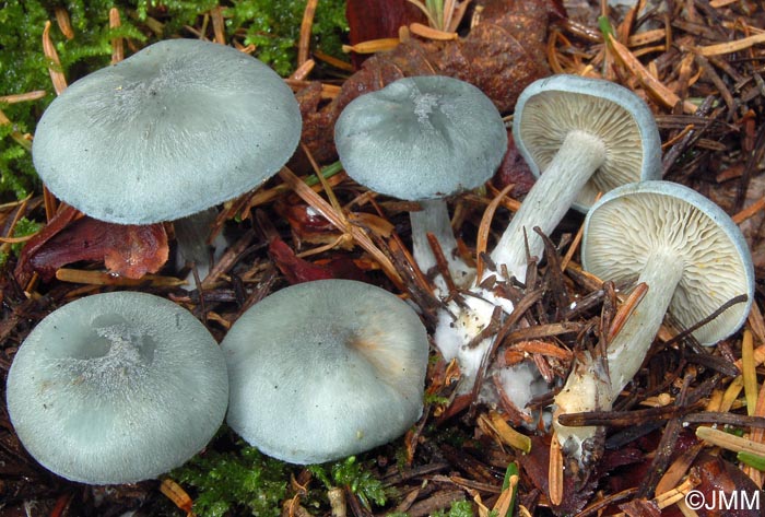 Clitocybe odora