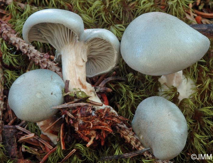 Clitocybe odora