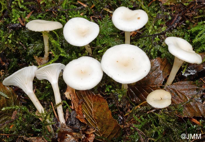 Clitocybe phaeophthalma = Singerocybe phaeophthalma