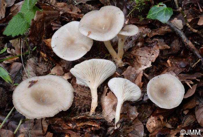 Clitocybe phaeophthalma = Singerocybe phaeophthalma