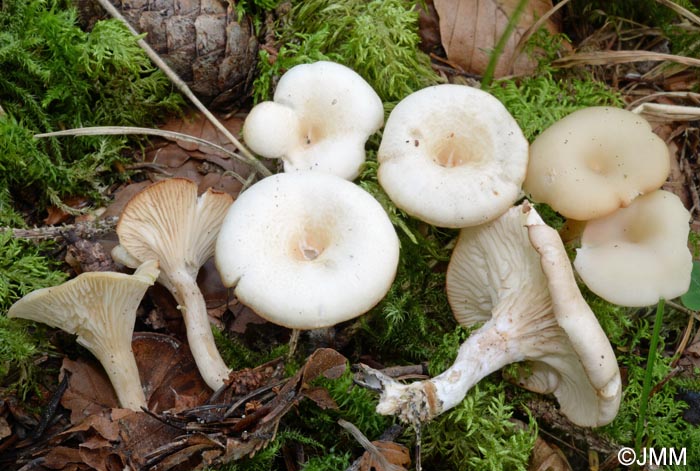 Clitocybe phaeophthalma = Singerocybe phaeophthalma