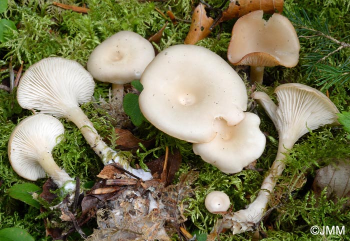 Clitocybe phaeophthalma = Singerocybe phaeophthalma