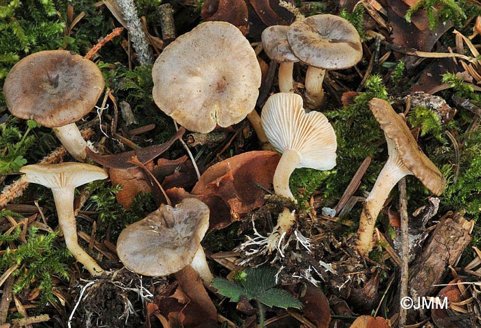 Clitocybe pruinosa