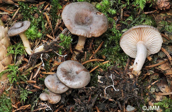 Clitocybe pruinosa