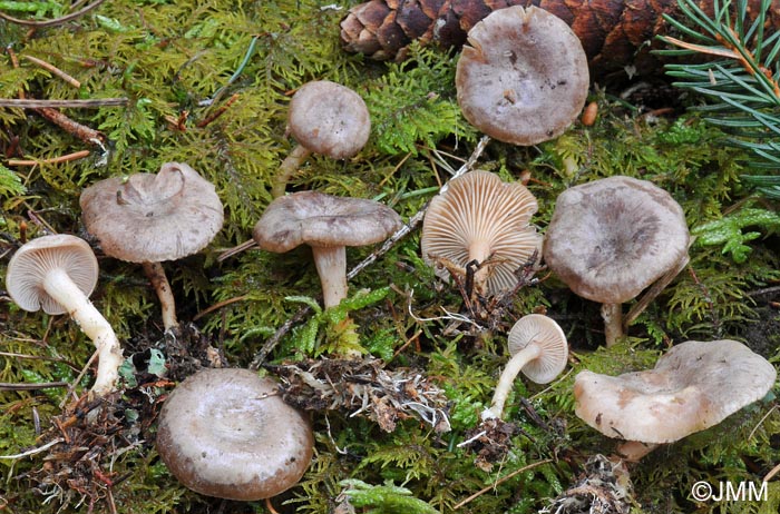 Clitocybe pruinosa