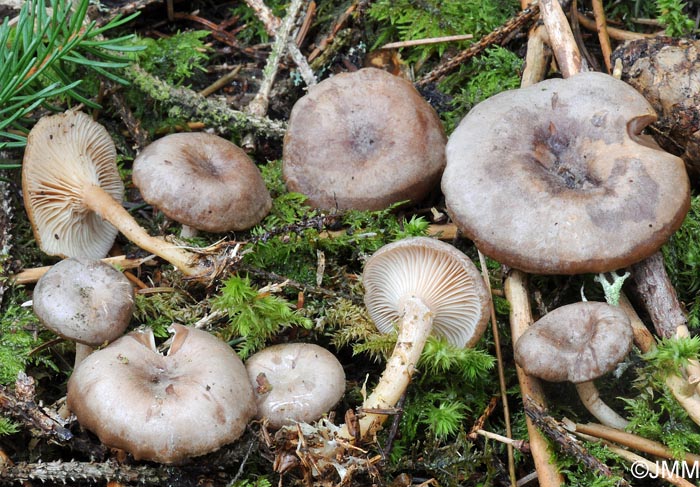 Clitocybe pruinosa