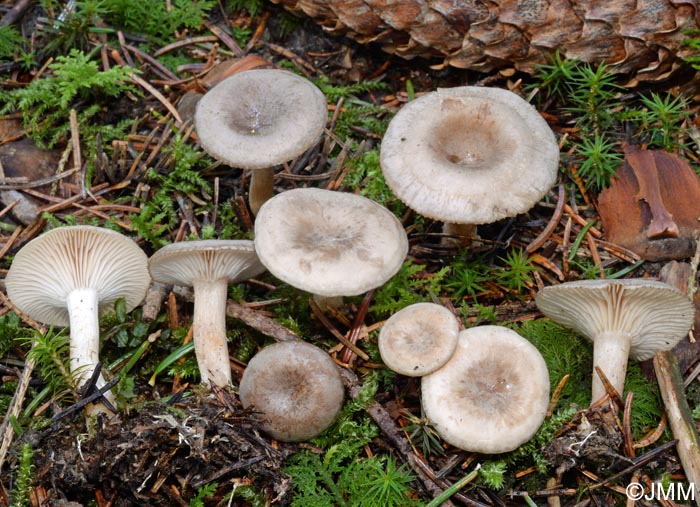 Clitocybe pruinosa