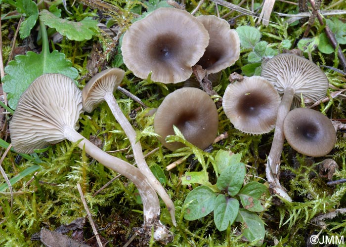 Clitocybe pruniodora