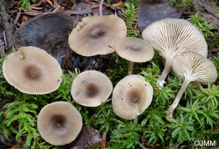 Clitocybe pruniodora