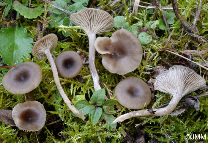 Clitocybe pruniodora