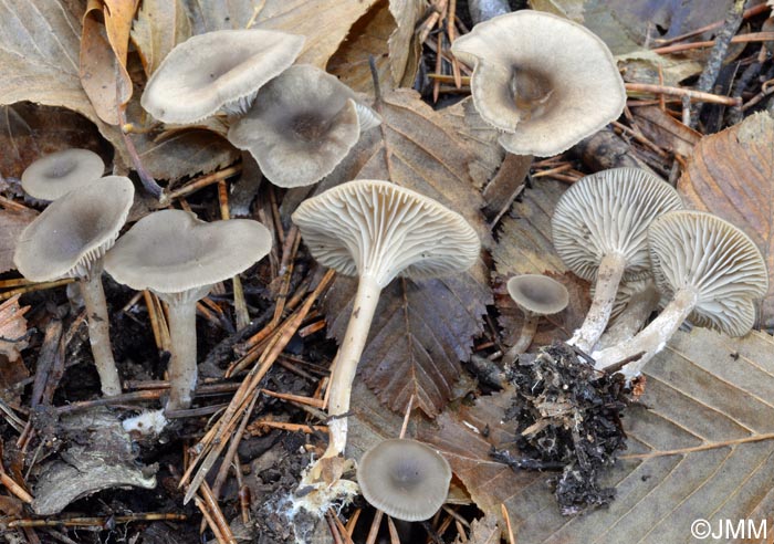 Clitocybe pruniodora