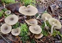 Clitocybe pruniodora