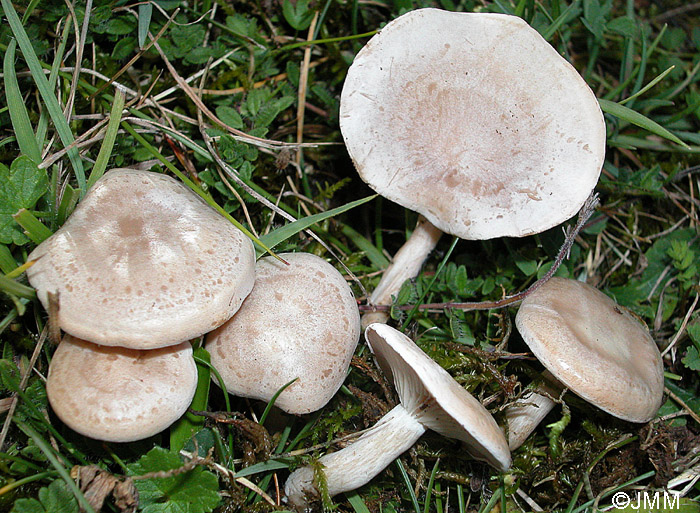 Clitocybe rivulosa