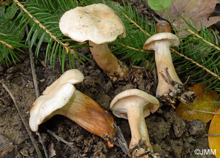 Clitocybe rufoalutacea = Clitocybe subalutacea