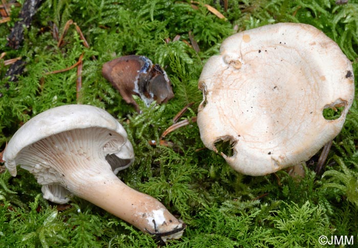 Clitocybe rufoalutacea = Clitocybe subalutacea