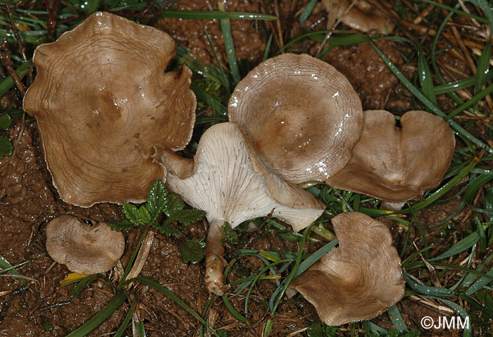 Clitocybe senilis