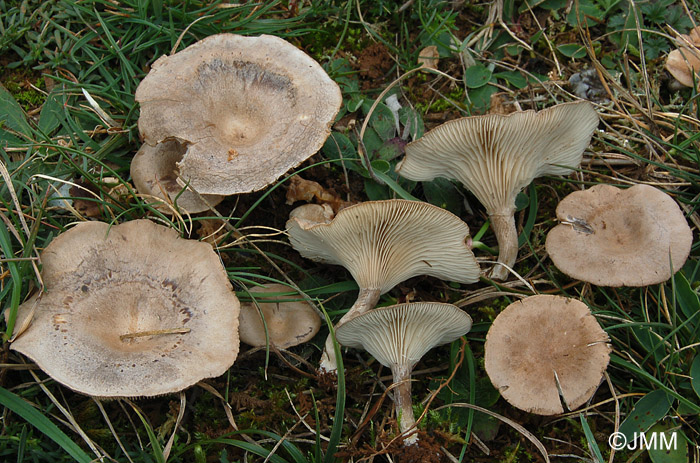 Clitocybe senilis