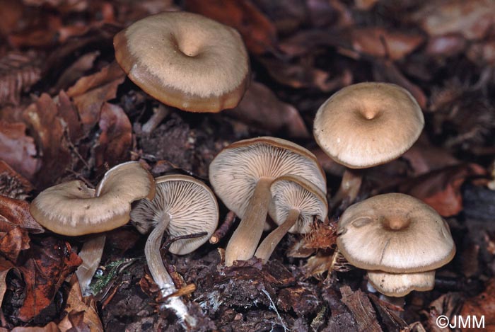 Clitocybe subspadicea = Gerronema subspadiceum