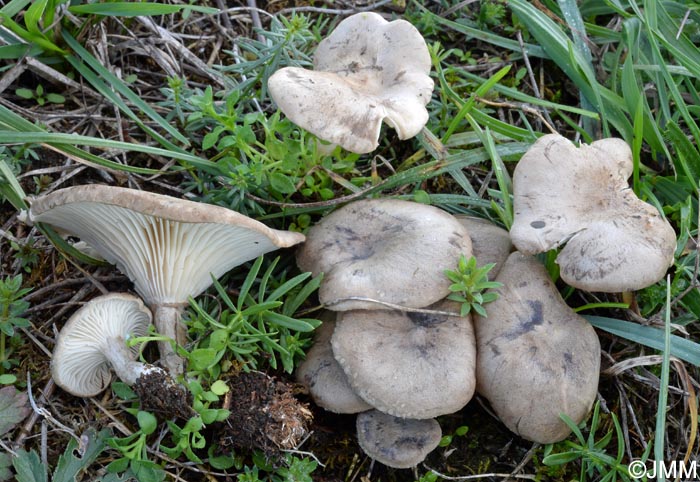 Clitocybe trulliformis