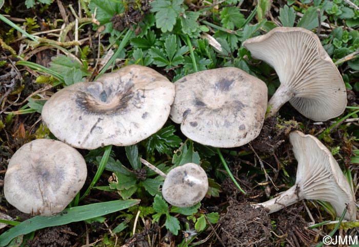 Clitocybe trulliformis