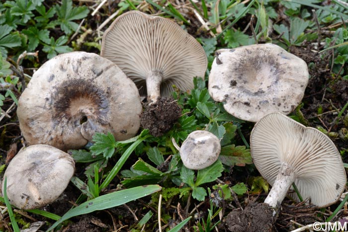 Clitocybe trulliformis