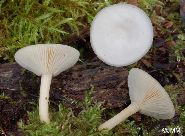 Clitocybe truncicola