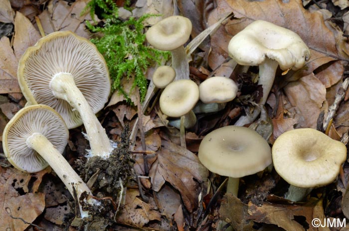 Clitocybe umbilicata