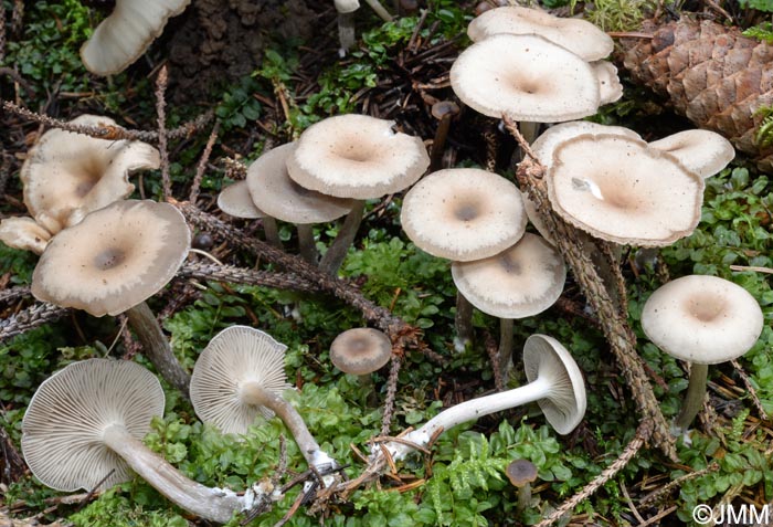 Clitocybe umbilicata