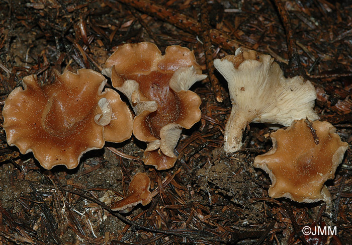 Clitocybe vermicularis