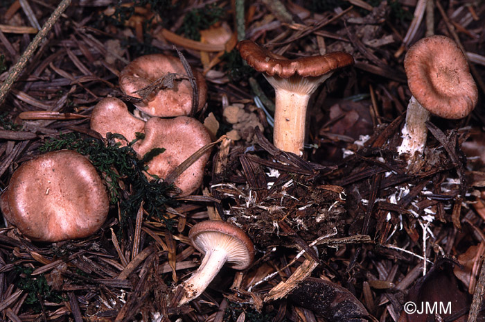 Clitocybe vermicularis