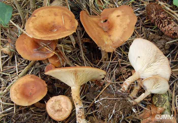 Clitocybe vermicularis