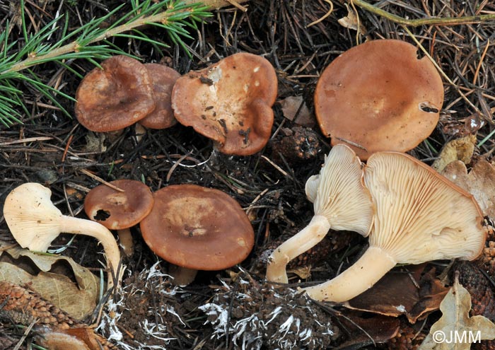 Clitocybe vermicularis