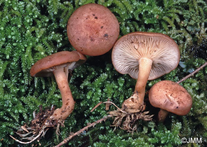 Clitocybe vermicularis