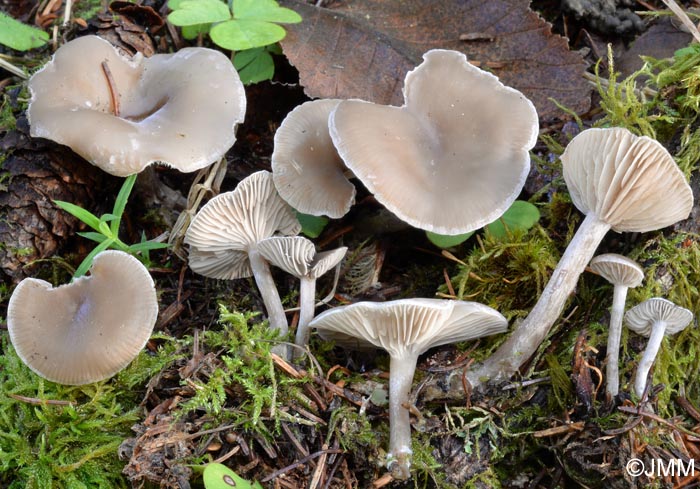 Clitocybe vibecina