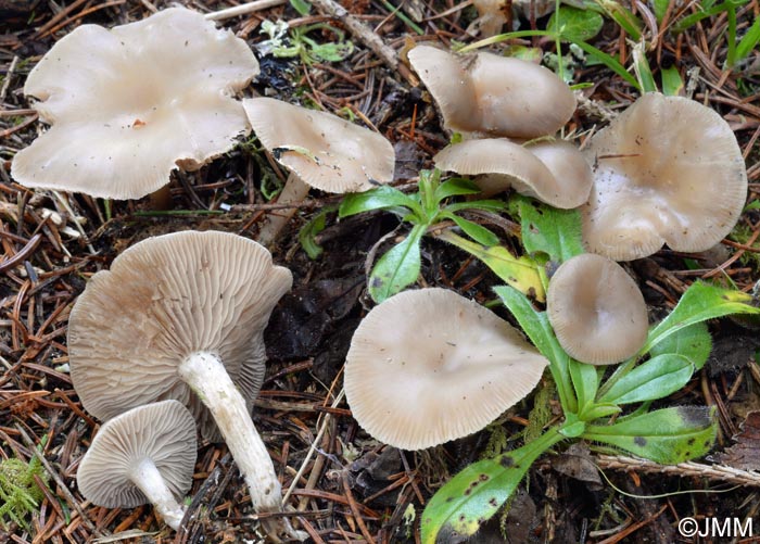 Clitocybe vibecina