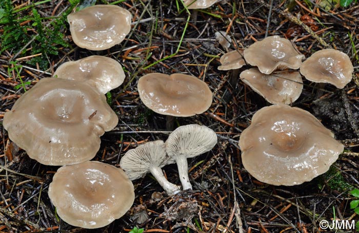 Clitocybe vibecina