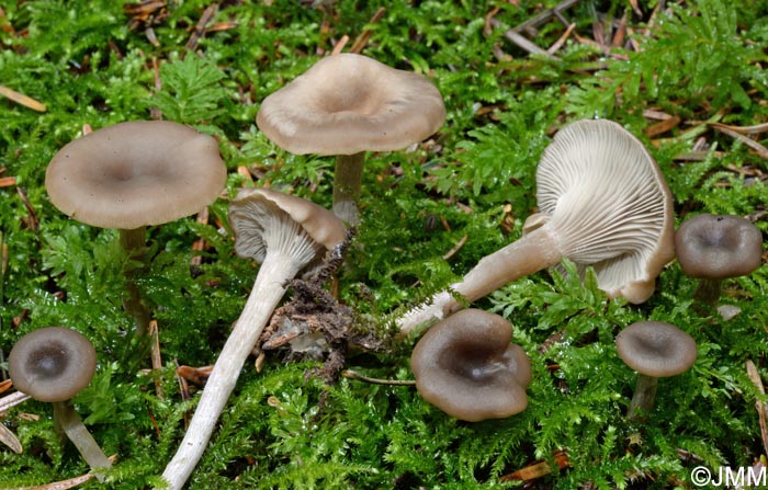 Clitolyophyllum akcaabatense