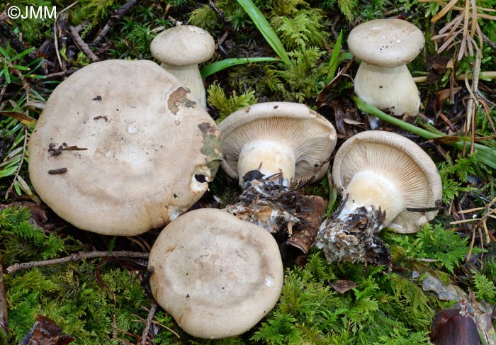 Clitopaxillus alexandri = Clitocybe alexandri