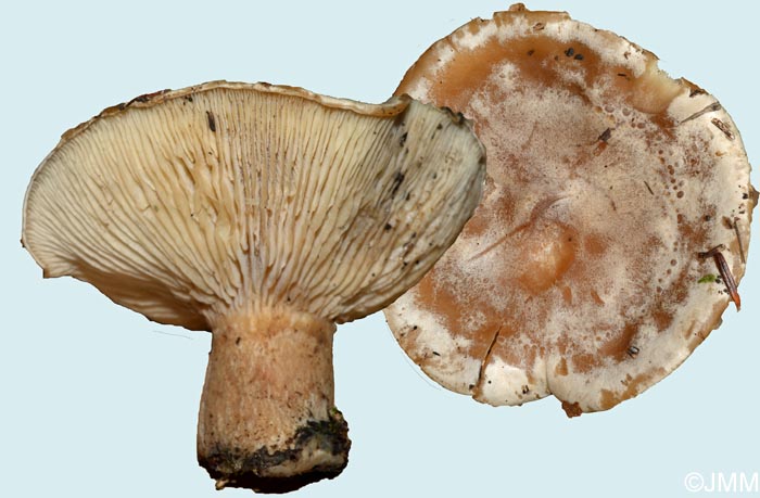 Clitopaxillus fibulatus